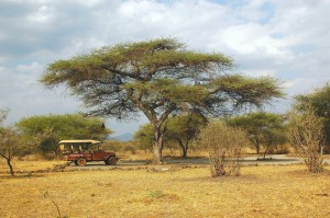 In Kenia eine Safari unternehmen
