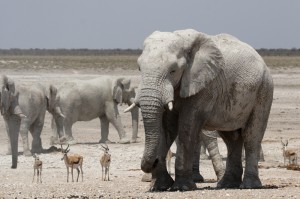 Im Safariurlaub in die afrikanische Tierwelt eintauchen