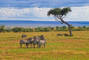 Möglichst viel erleben auf der Kenia Reise - Ratgeber